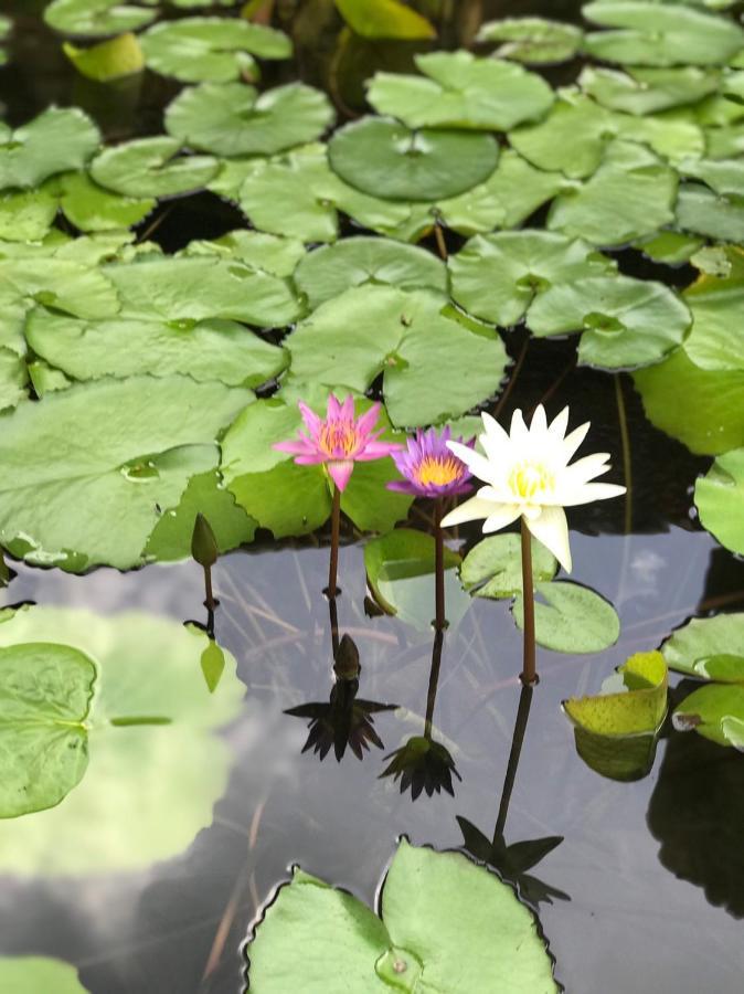 Royal Thai Villa Phuket - Sha Extra Plus Rawai Eksteriør billede